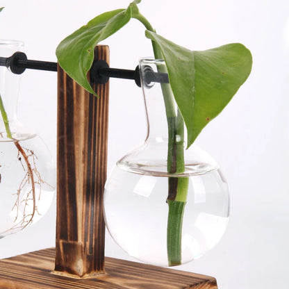 Hydroponic Terrarium Glass Vase Decor